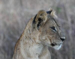 Portrait of lion cub