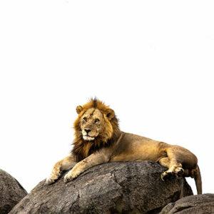 Small group safari Tanzania feedback