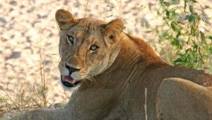 Female lion in Mikumi National Park Tanzania