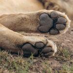 Lion paws closeup