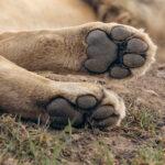 Lion paws
