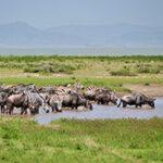 Wasserloch Zebras Gnus trinken