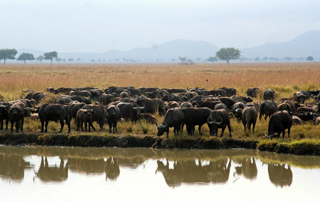 tanzania safari book