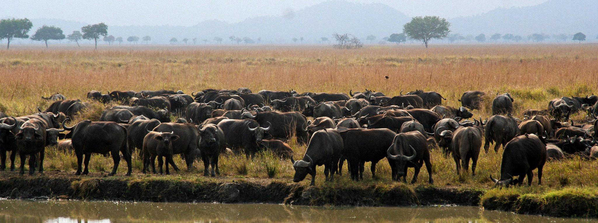 Buffalo herd in Mikumi National Park