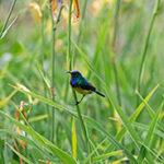 Bird watching rainy season