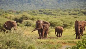 Elefantensichtung im Lake Manyara Nationalpark