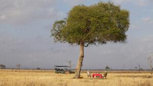bush dinner at Vuma Hills Lodge Mikumi