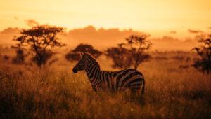 Zebra at sunset in the Serengeti National Park