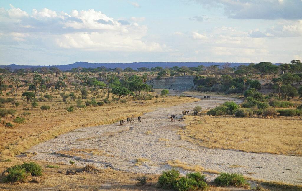 tanzania safari book