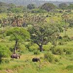 Green season in Tarangire National Park