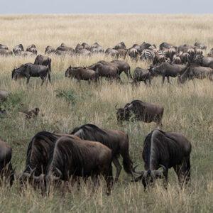 Erfahrungsbericht: Migrationssafari in Tansania