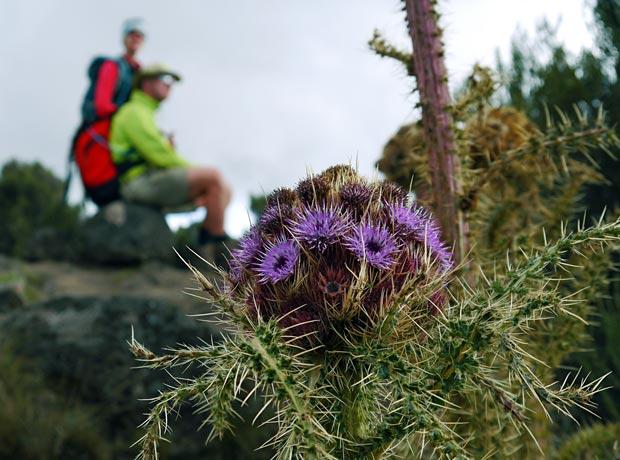 Flower close up which route Kilimanjaro Flower close up which route Kilimanjaro