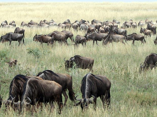Great migration wo in Tansania Great migration wo in Tansania