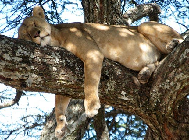 Sleeping lion Serengeti Safari Sleeping lion Serengeti Safari