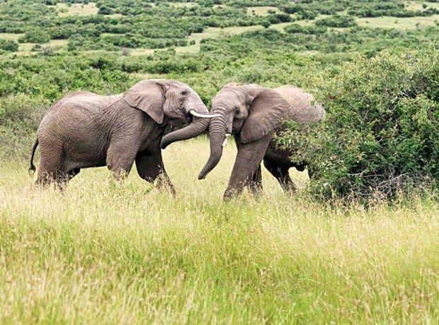 Zwei Elefanten auf Safari in Tansania Zwei Elefanten auf Safari in Tansania