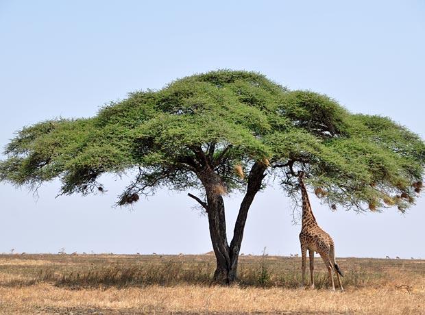 Umbrella Acacia tortilis
