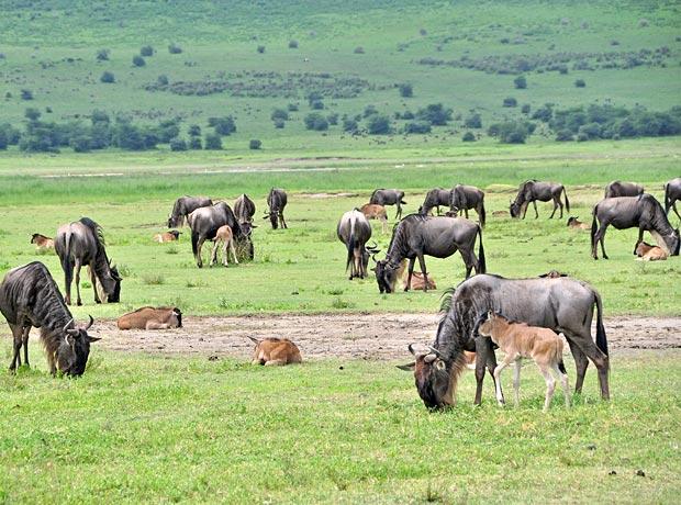 Junge Gnus Tierwanderung Junge Gnus Tierwanderung