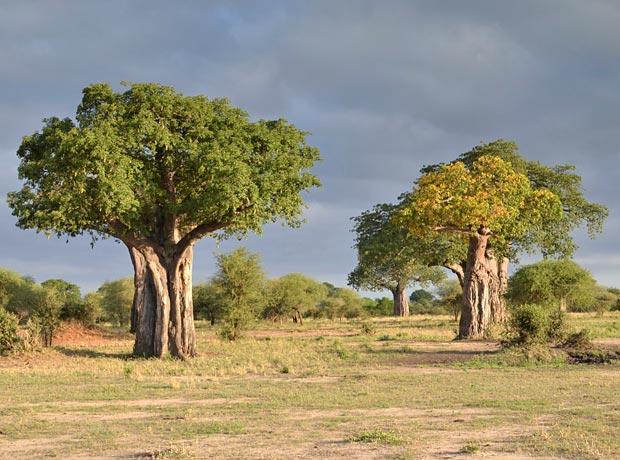 Baobabs im Tarangire National Park