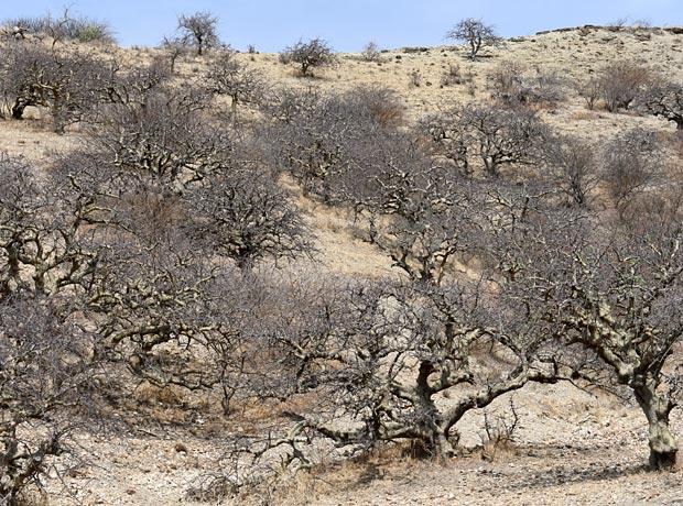 Commiphora africana