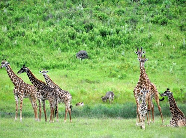 Giraffes Wildlife Safari Tanzania