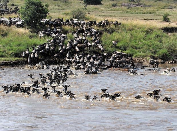 Great migration Flussüberquerung