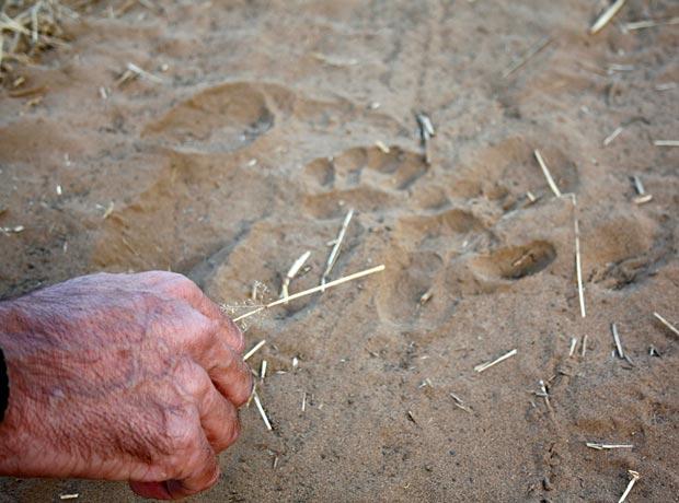 Pfotenabdruck von Löwen im Sand