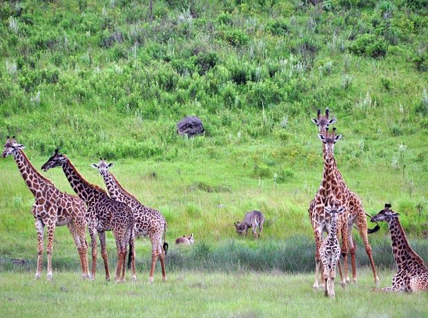 Giraffen Arusha National Park worth a visit