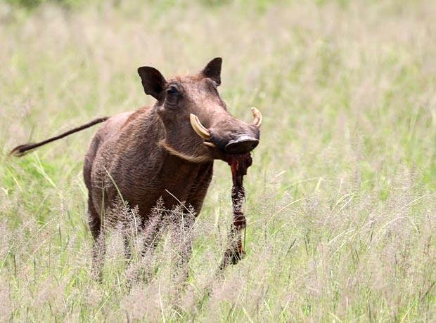 Wie verhalten sich Tiere in der Wildnis Wie verhalten sich Tiere in der Wildnis