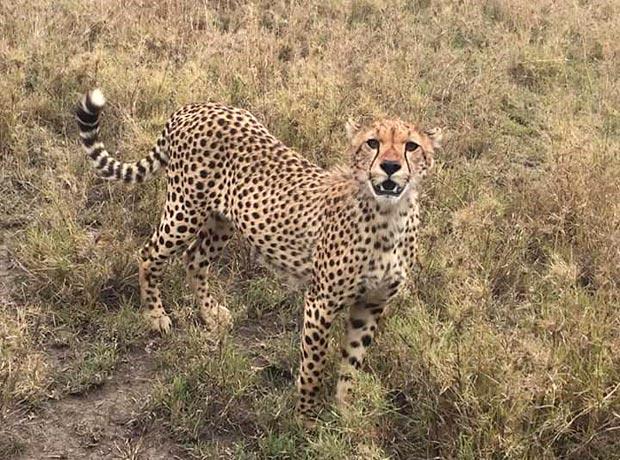 Ein Gepard gesichtet auf einer Prischfahrt Ein Gepard gesichtet auf einer Prischfahrt