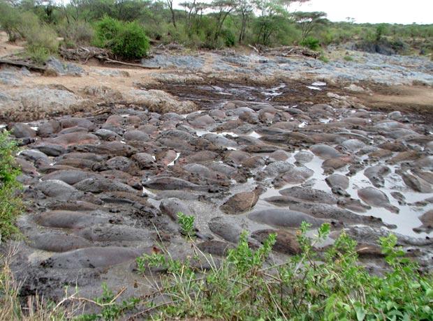 Hippo pool Safari Game drive Hippo pool Safari Game drive
