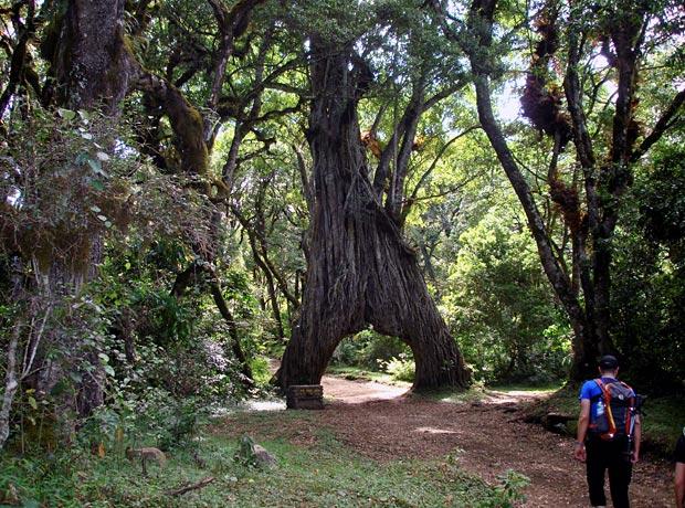 Strangler fig