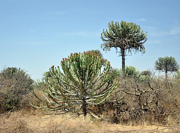 Candelabra euphorbia tree