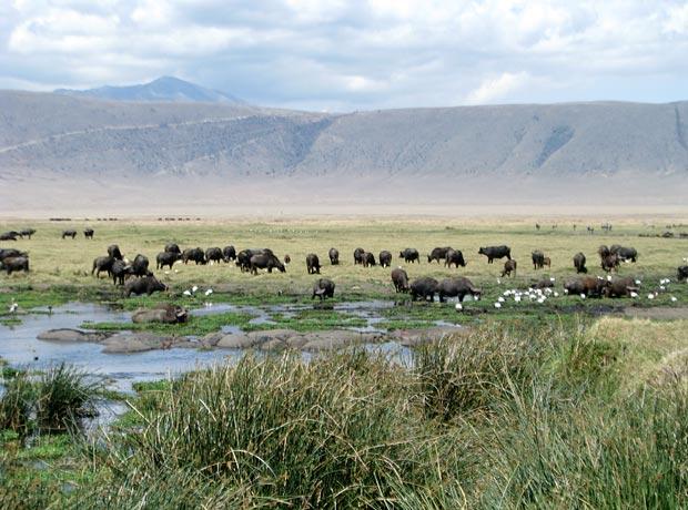 Buffaloe herd Ngorongoro Crater Buffaloe herd Ngorongoro Crater