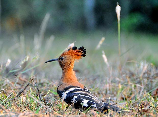 Afrikanischer Wiedehopf