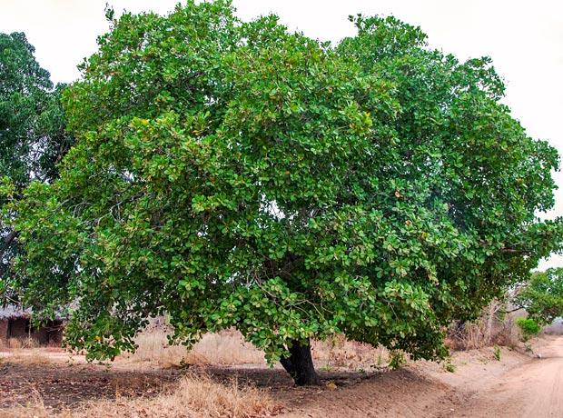 Cashew 4