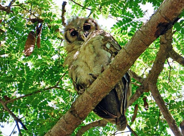 Eagle-owl-3