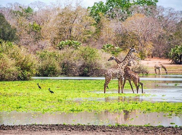 Giraffes-3