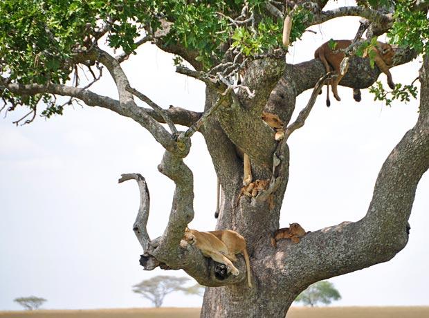 Tree-Lions-1