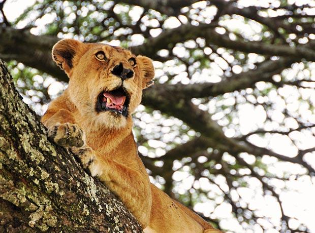 Tree-Lions-3