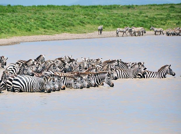 Zebras-watering-hole-2