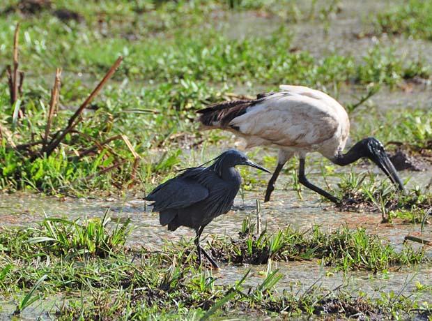 black-heron2