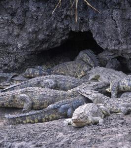 Crocodile cave Katavi National Park
