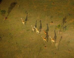 Giraffes seen from the air on a Serengeti balloon safari