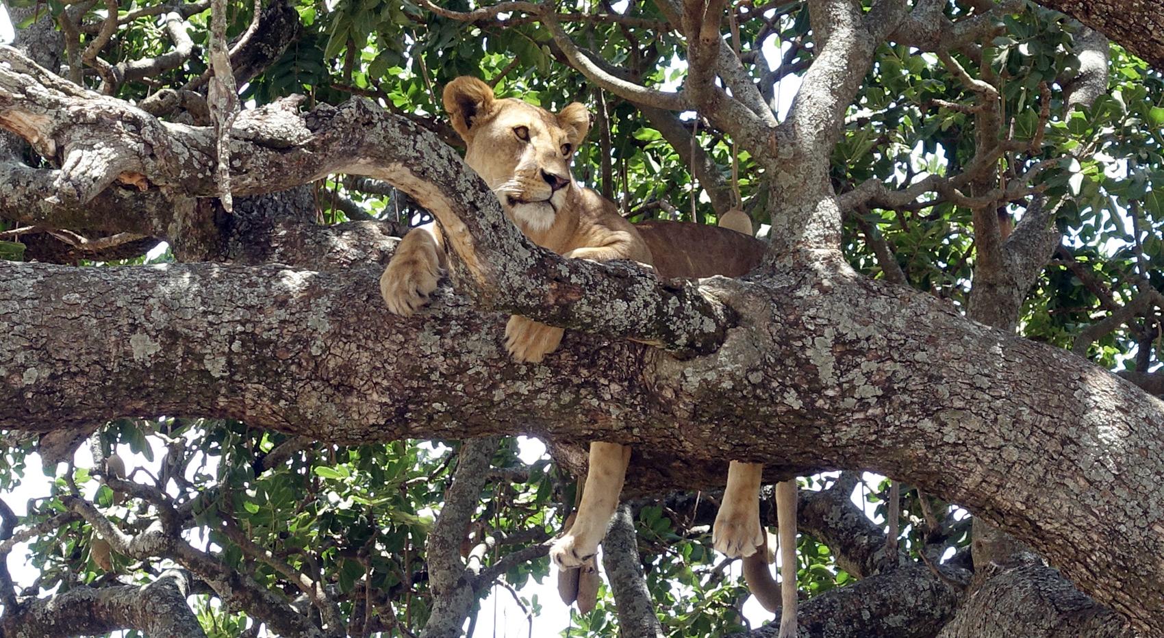 Lion in tree Tanzania