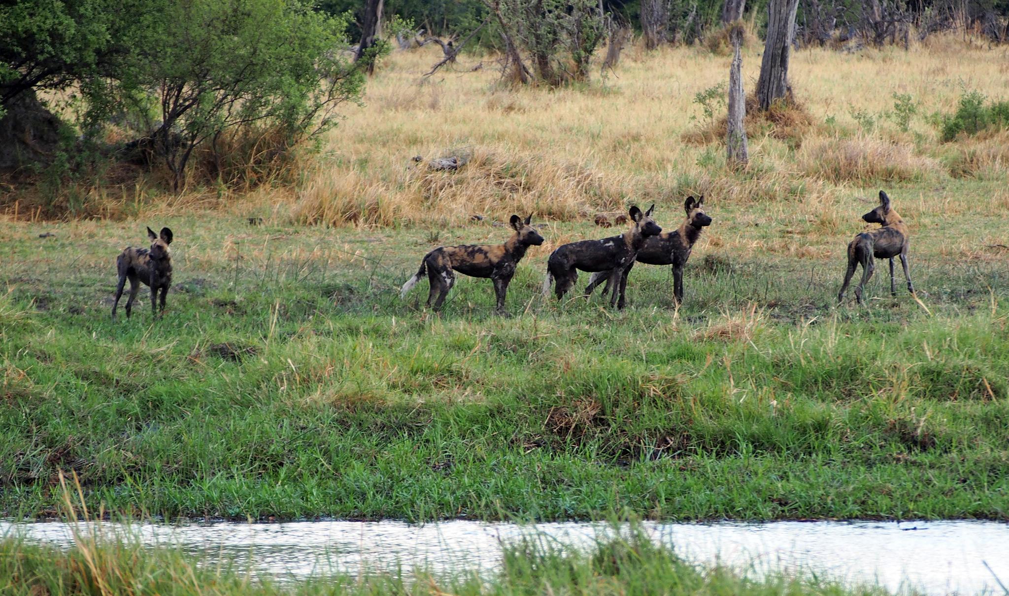 Wild dogs