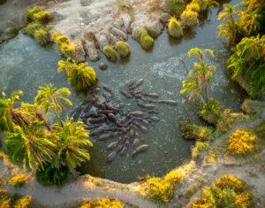 Hippo pool from above seen on Tanzania balloon safari
