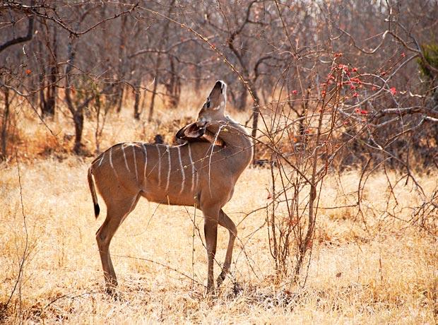 Kudu