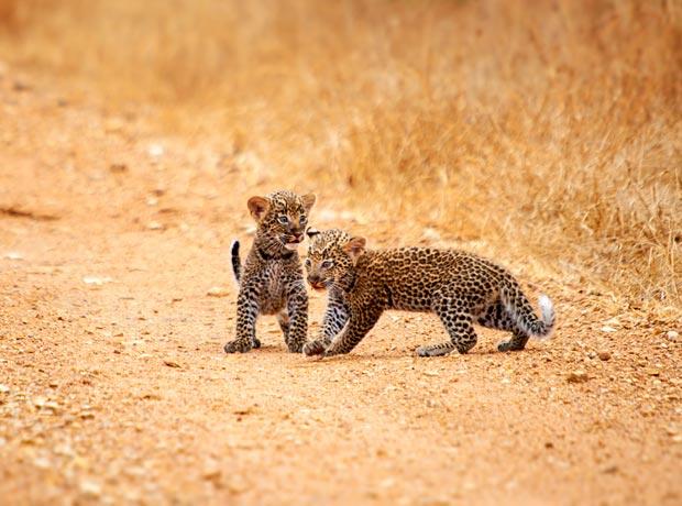 leopard-cubs-selous-4