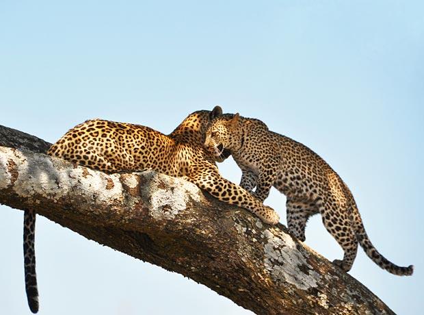 Leoparden