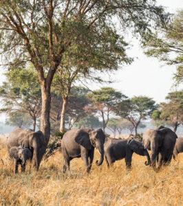Elephant herd near Mbali Mbali Camp